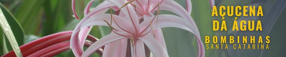 Flor Açucena da água: um toque de exotismo no jardim - Pousada Bella  Bombinhas